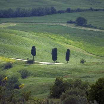 Одинокие кипарисы на тосканских холмах, фото экскурсии.