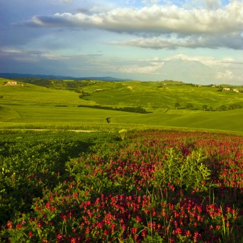 Цветение трав весной и бездонное тосканское небо.