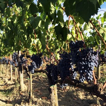 Знаменитый местный виноград санджовезе, экскурсия по Тоскане, Италия.