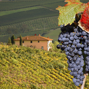 Дегустации знаменитых вин Тосканы.